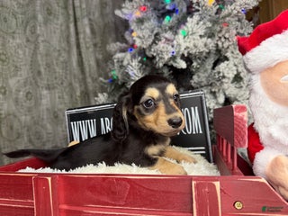 Miniature Dachshund dogs Gorgeous - Ad 7