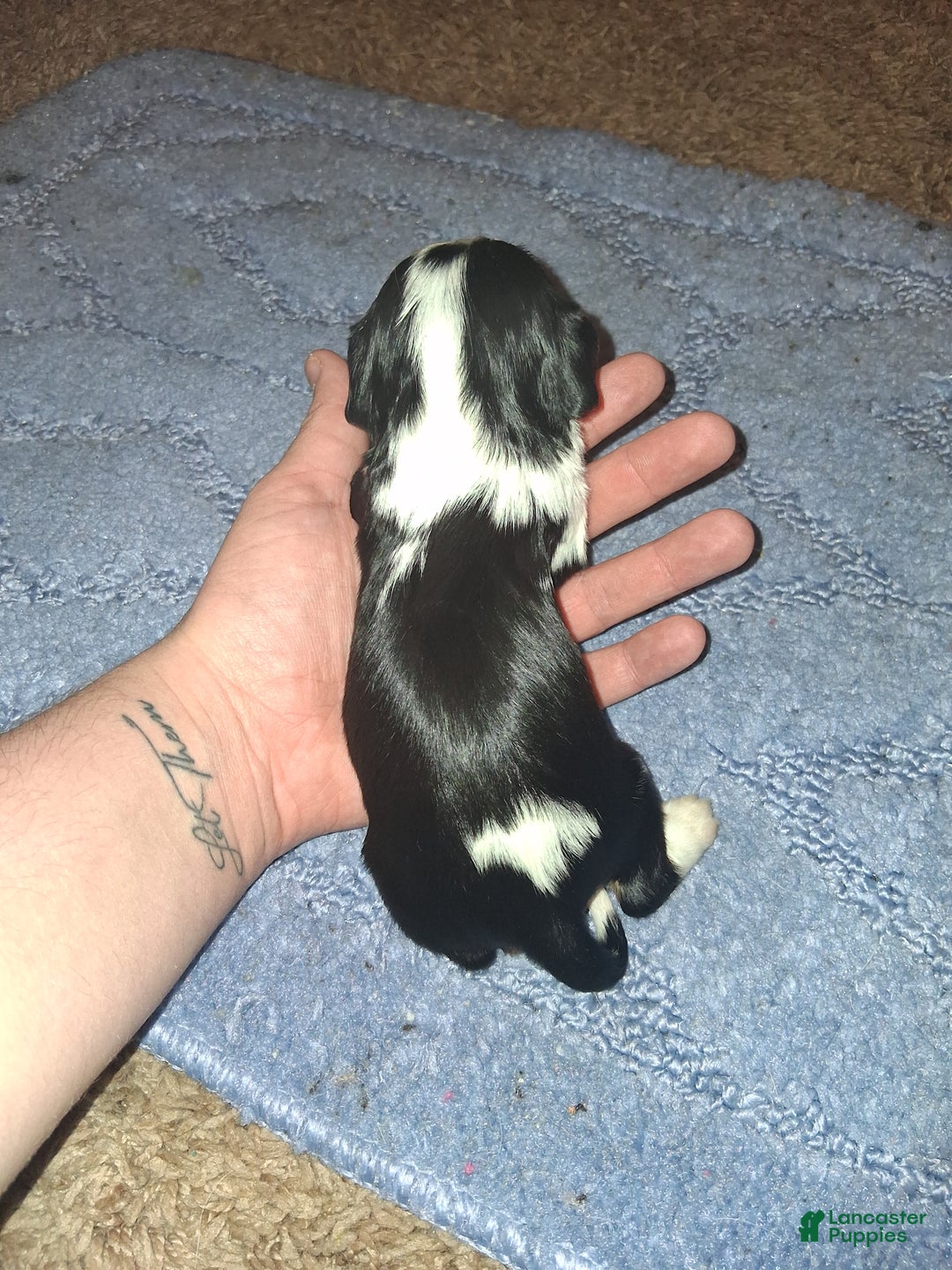 Cavalier King Charles Spaniel dogs for sale: Prince Louis - Ad 8