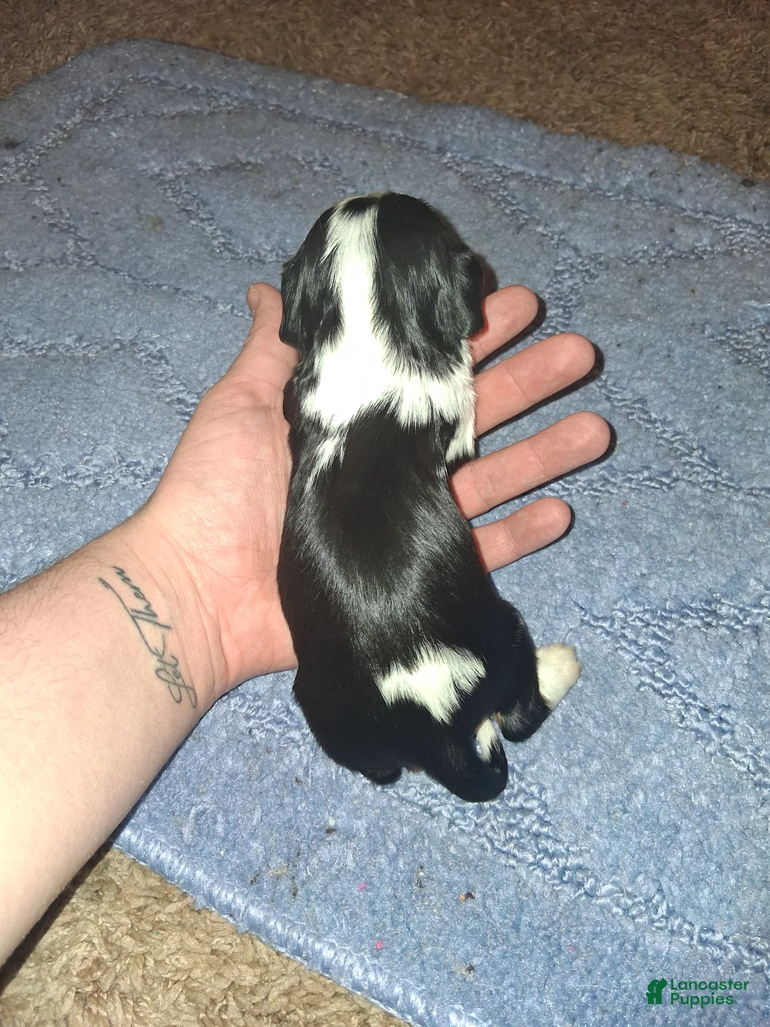 Cavalier King Charles Spaniel dogs for sale: Sebastian - Ad 9