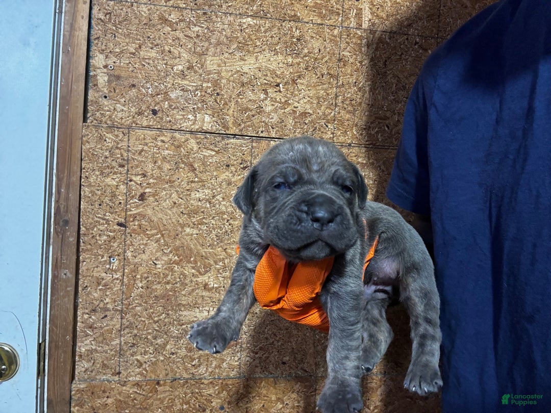 Cane Corso dogs for sale: Cane Corso Puppy 4 - Ad 9