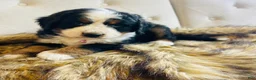 Bernedoodle dogs for sale: Mai Tai - Ultra Bernedoodle  - Ad 4