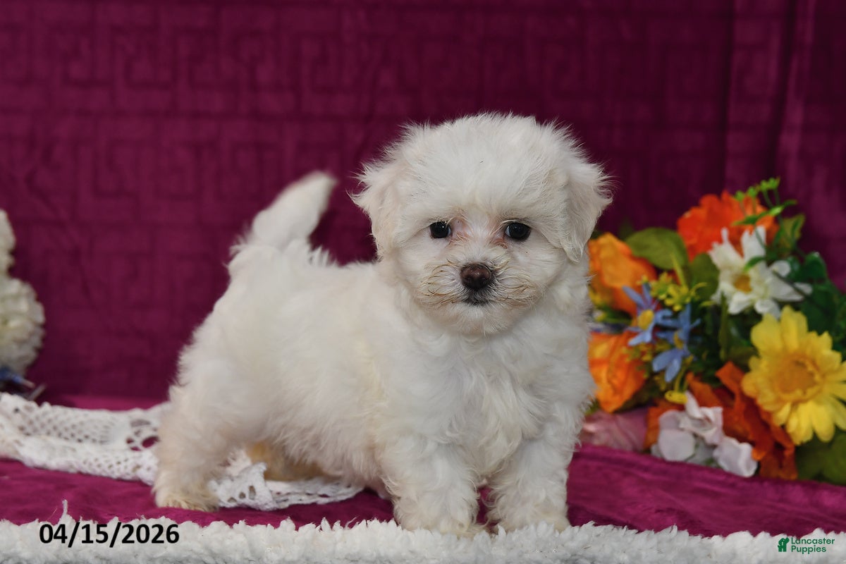 Maltipoo dogs Amber - Ad 1