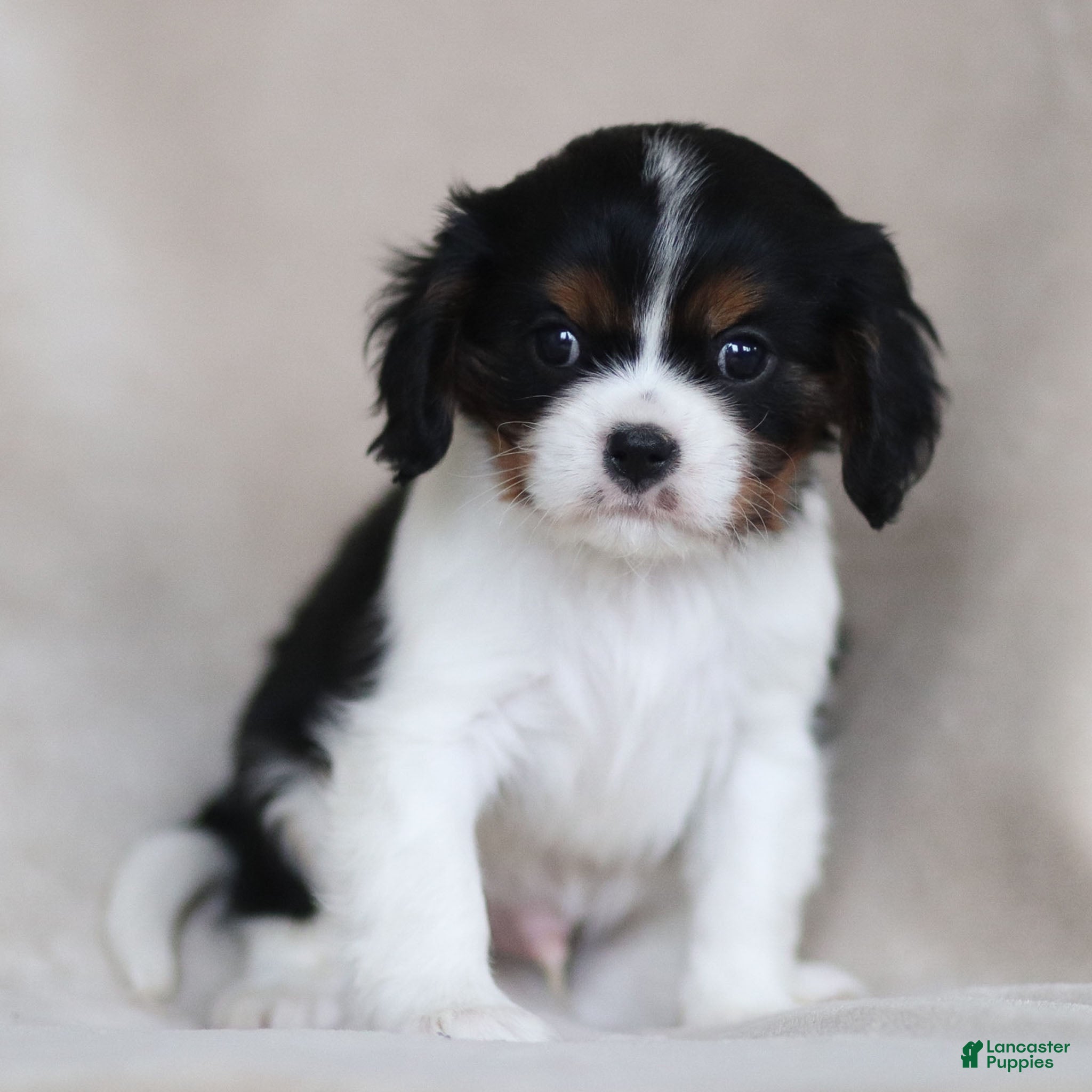 Cavalier King Charles Spaniel dogs Cassian - Ad 25