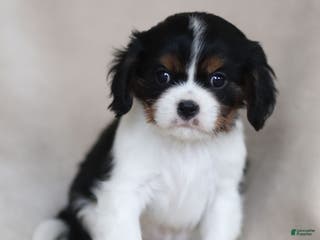 Cavalier King Charles Spaniel dogs Cassian - Ad 25