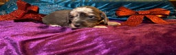 Miniature Dachshund dogs for sale: Miniature Dachshund Puppy 2 - Ad 5