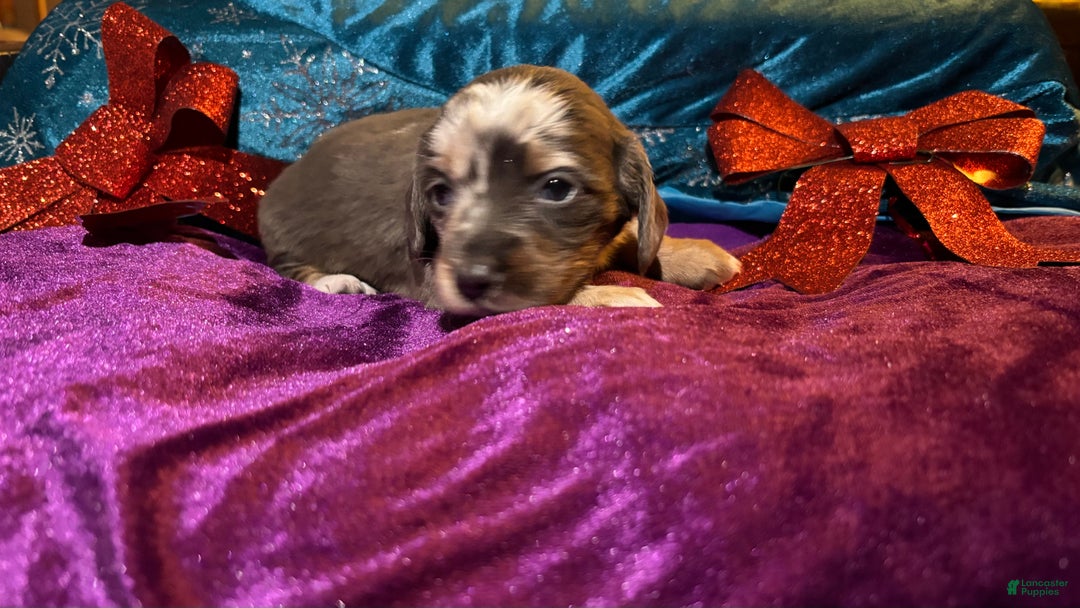 Miniature Dachshund dogs for sale: Miniature Dachshund Puppy 2 - Ad 5