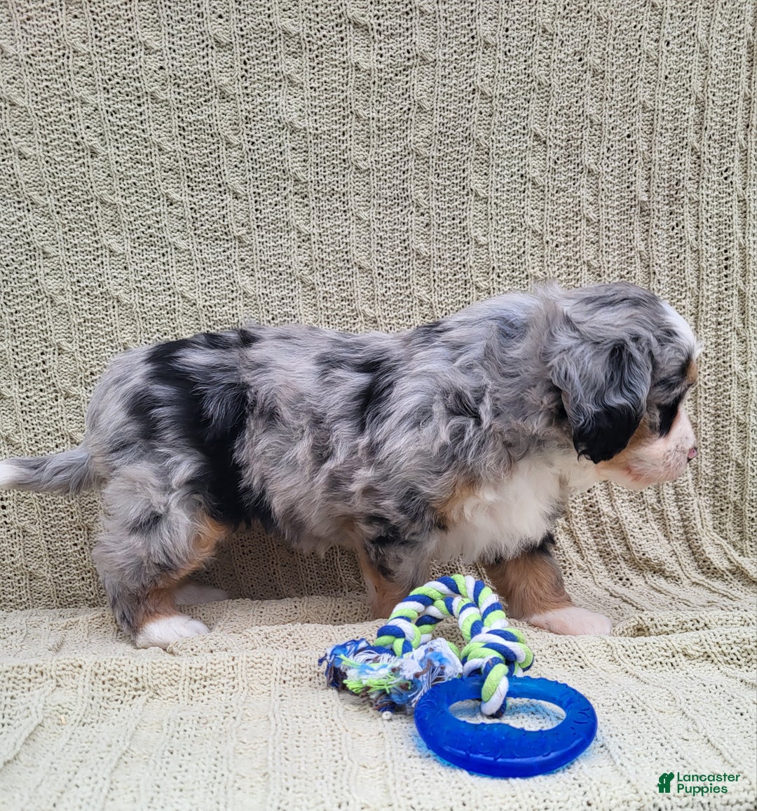 Mini Bernedoodle dogs for sale: Sadie - Ad 6