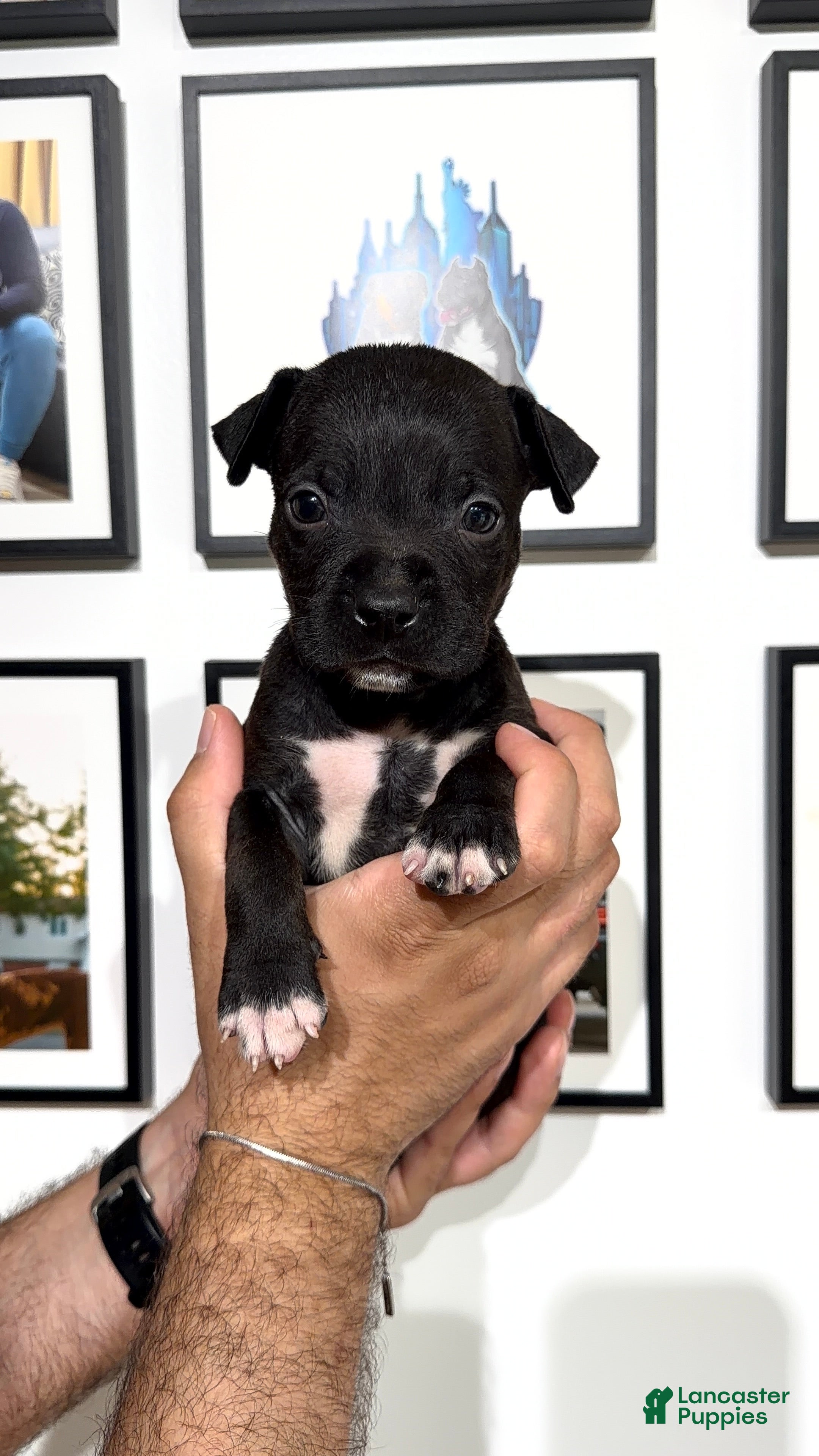 American Bully dogs for sale: American Bully 3 - Ad 2