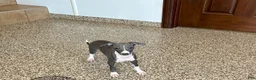 Italian Greyhound dogs for sale: Larry - Ad 14