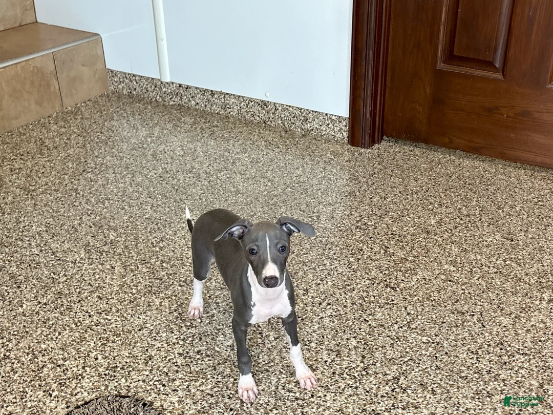Italian Greyhound dogs for sale: Larry - Ad 14