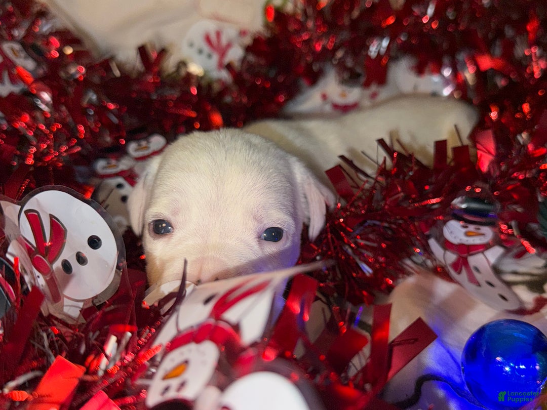 Mixed Breed dogs for sale: Calypso - Ad 6