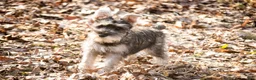 Miniature Schnauzer dogs for sale: Maggie - Ad 3