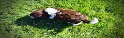 Havapoo dogs for sale: Bandit - Ad 8