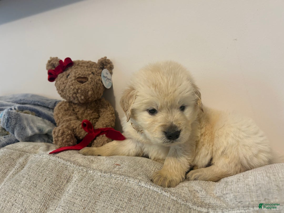 Golden Retriever dogs for sale: Jupiter  - Ad 5