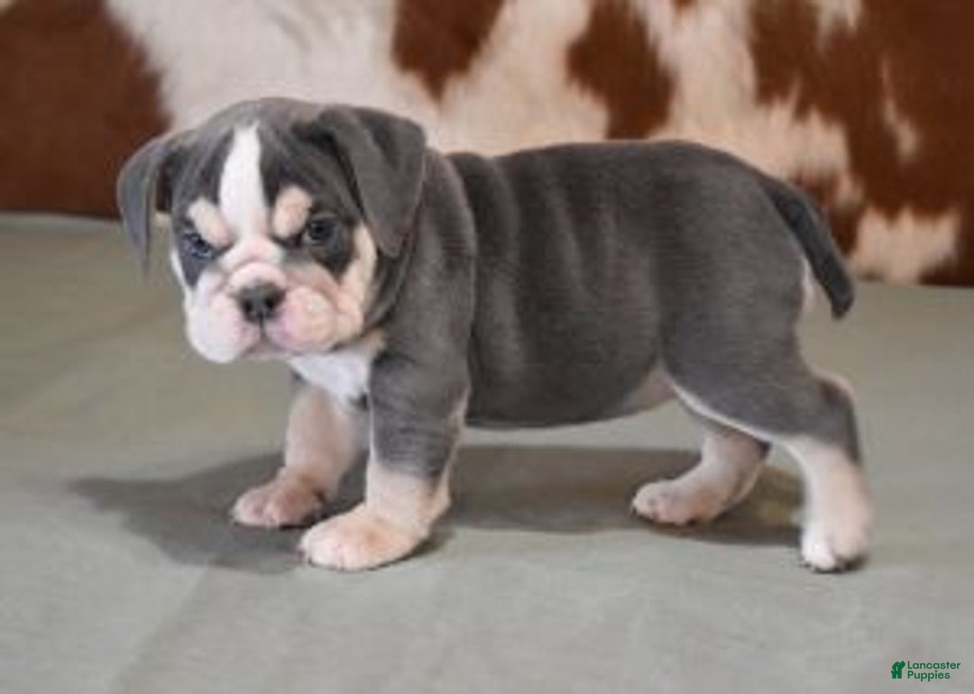 English Bulldog dogs for sale: BESS, BLUE TRI FEMALE - Ad 5