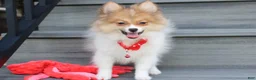 Pomeranian dogs for sale: Theo - Ad 11
