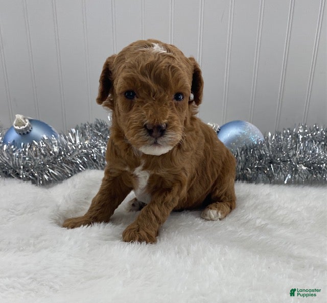 Toy Poodle dogs River - Ad 23