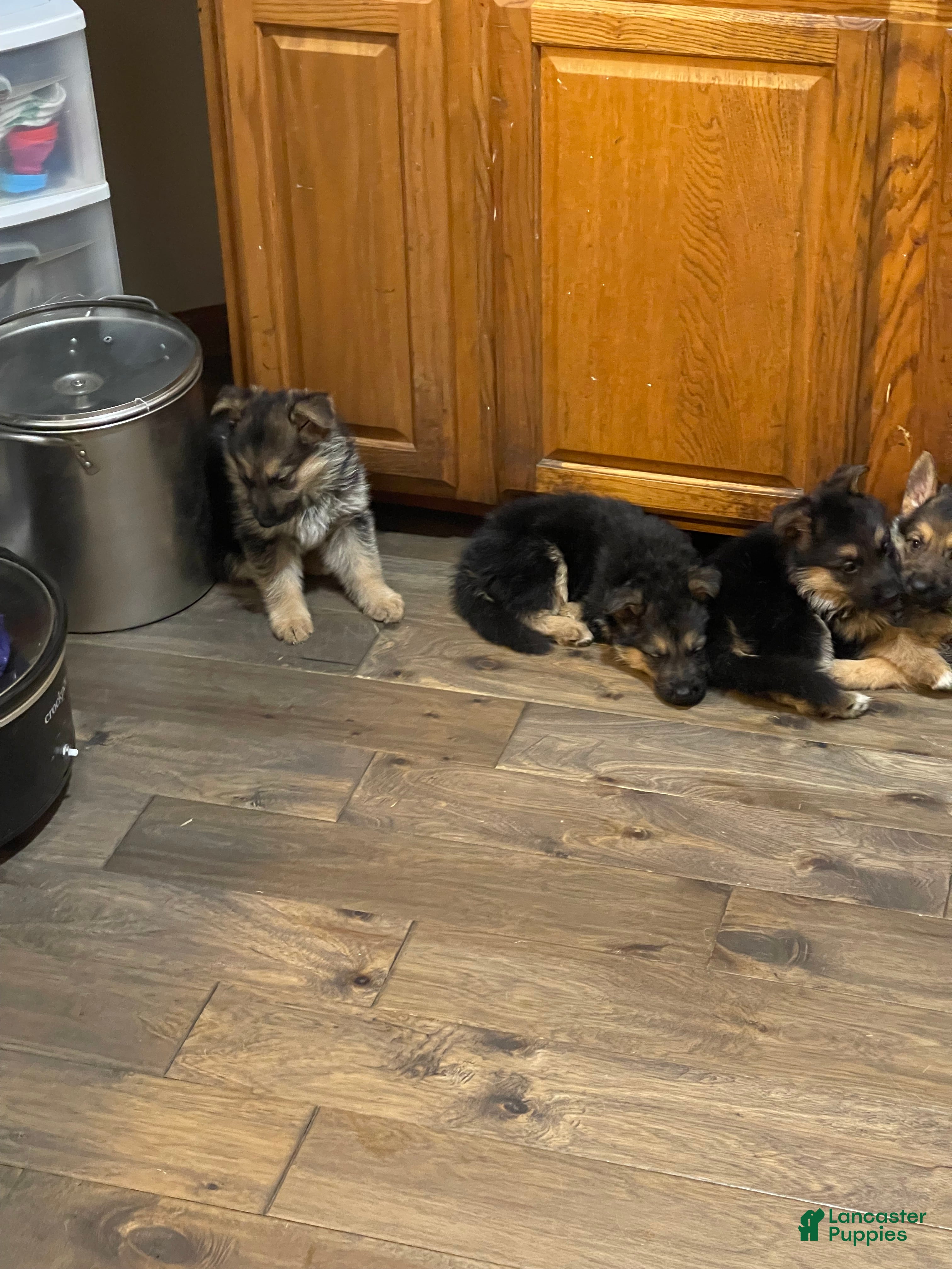 German Shepherd dogs Lulu - Ad 36