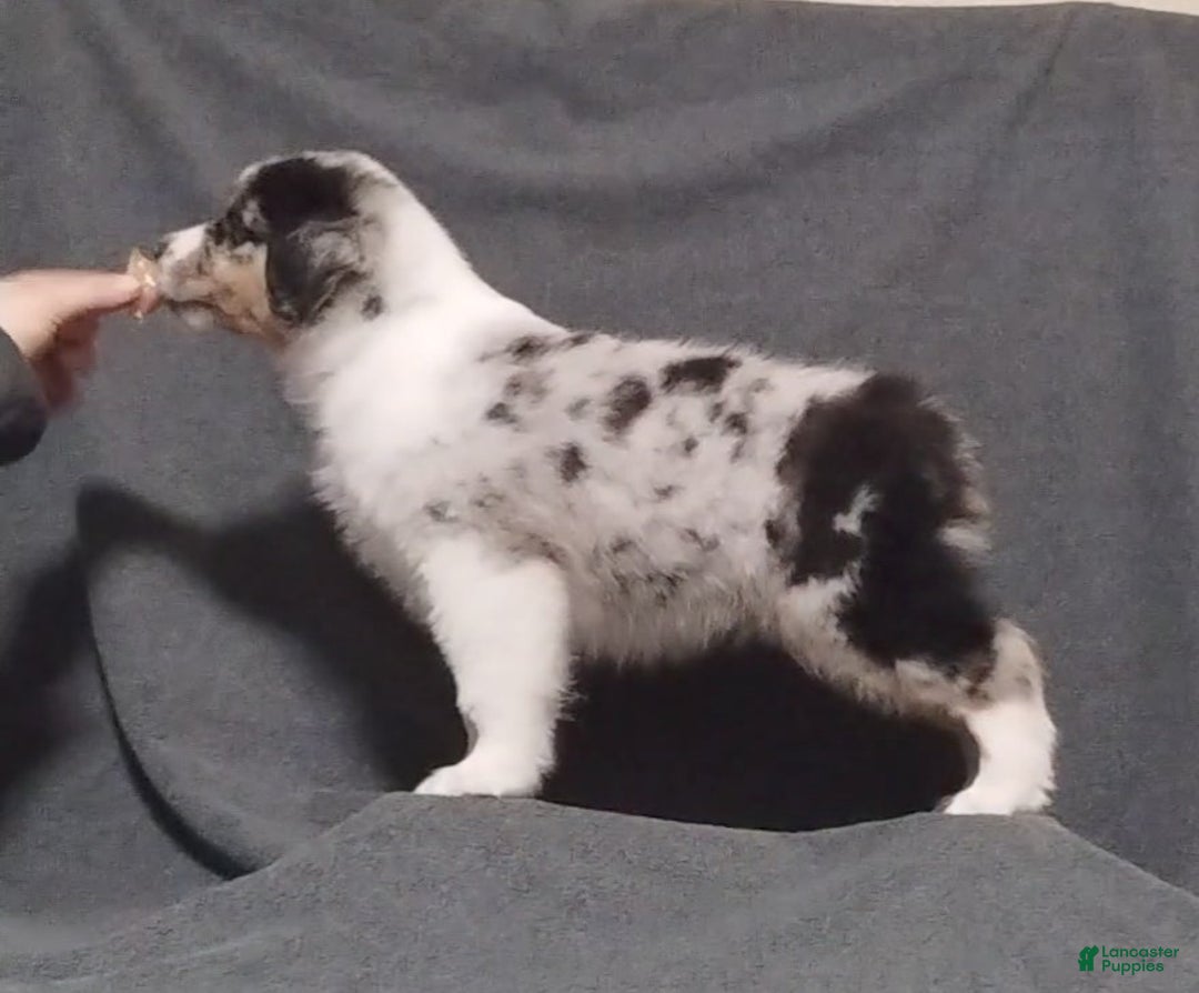 Miniature Australian Shepherd dogs for sale: Nickel - Ad 4