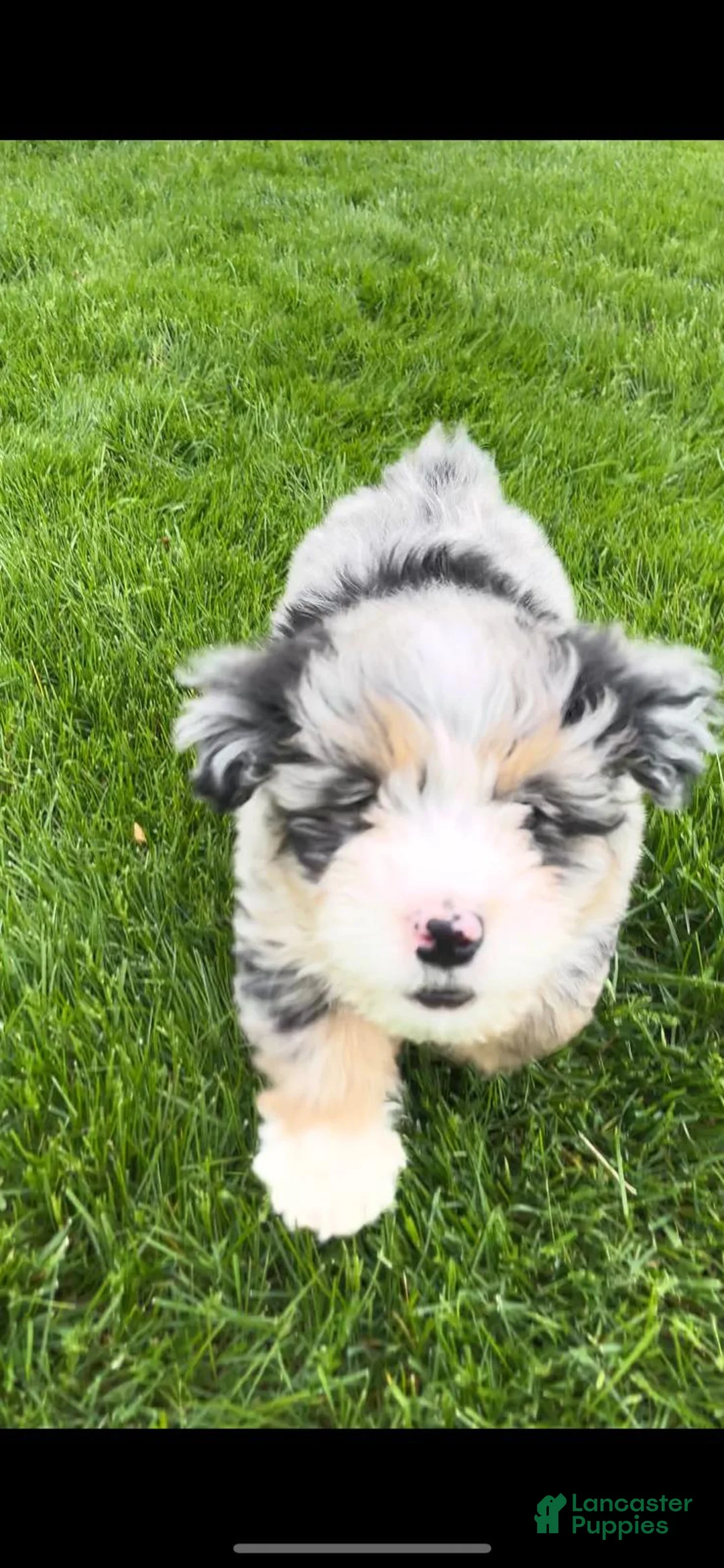Mixed Breed dogs for sale: Mixed Breed Puppy 2 - Ad 2