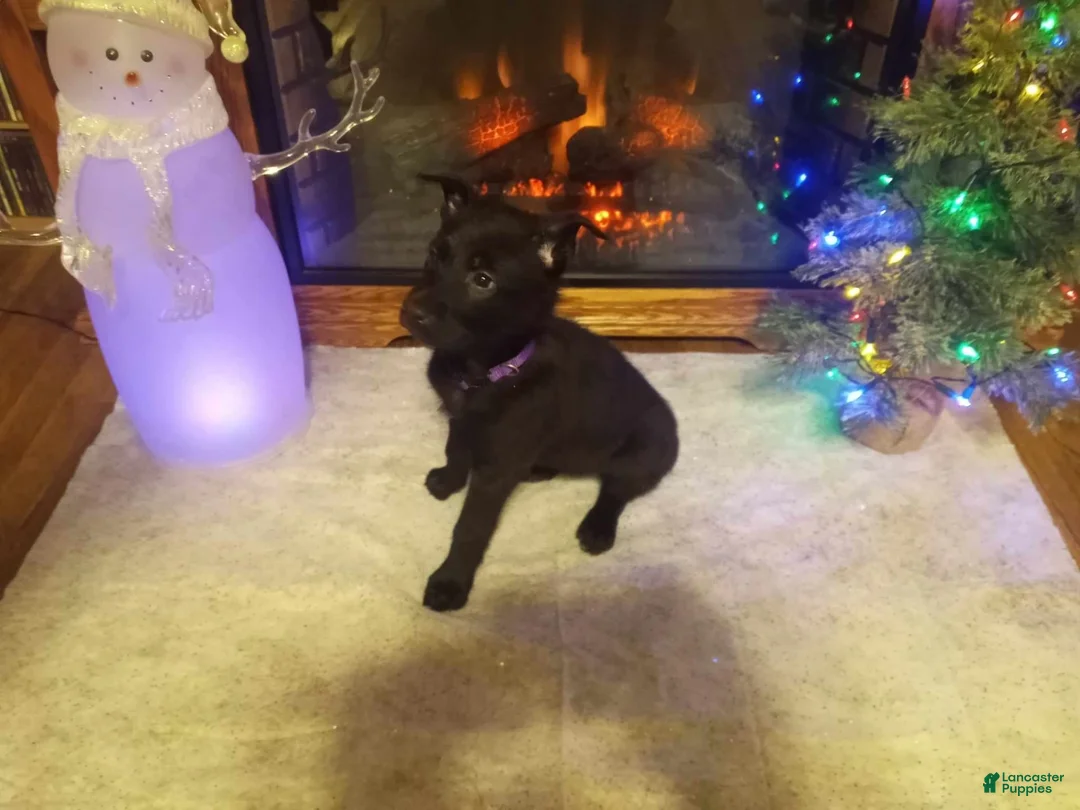 Gallery Image {{count}}