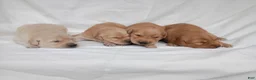 Golden Retriever dogs for sale: Golden Retriever 5 - Ad 4