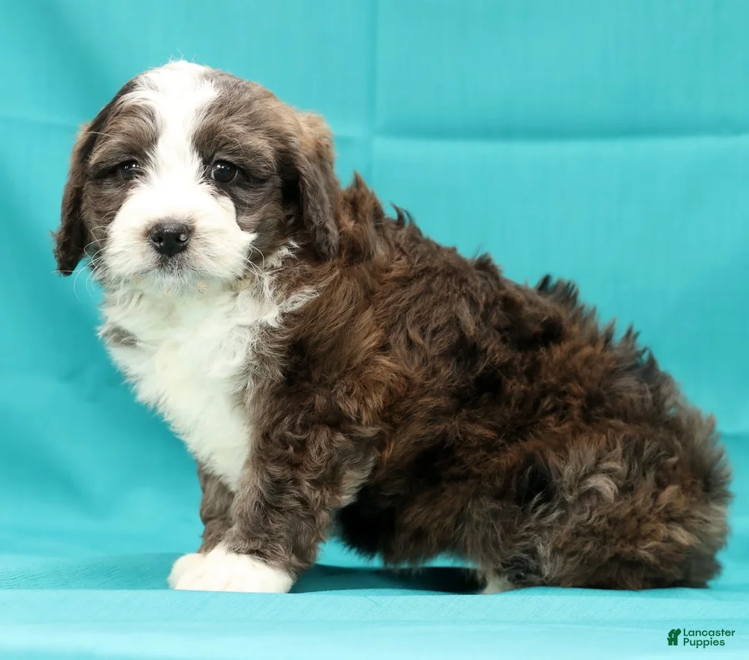 Mini Bernedoodle dogs for sale: Olive - Ad 8