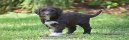 Portuguese Water Dog dogs for sale: Maggie - Ad 17