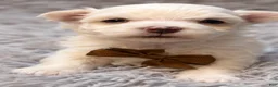 Maltese dogs for sale: Horatio  - Ad 3
