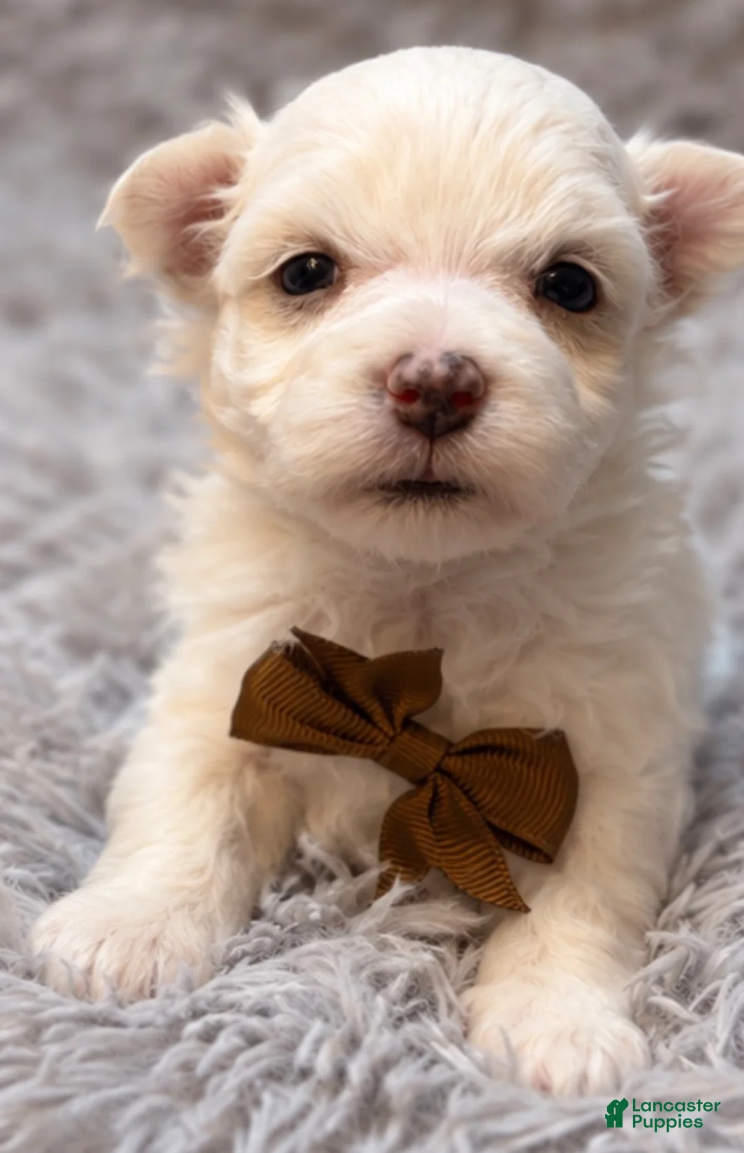 Maltese dogs for sale: Horatio  - Ad 3