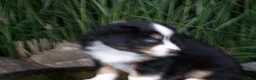 Miniature Australian Shepherd dogs for sale: Romeo - Ad 5