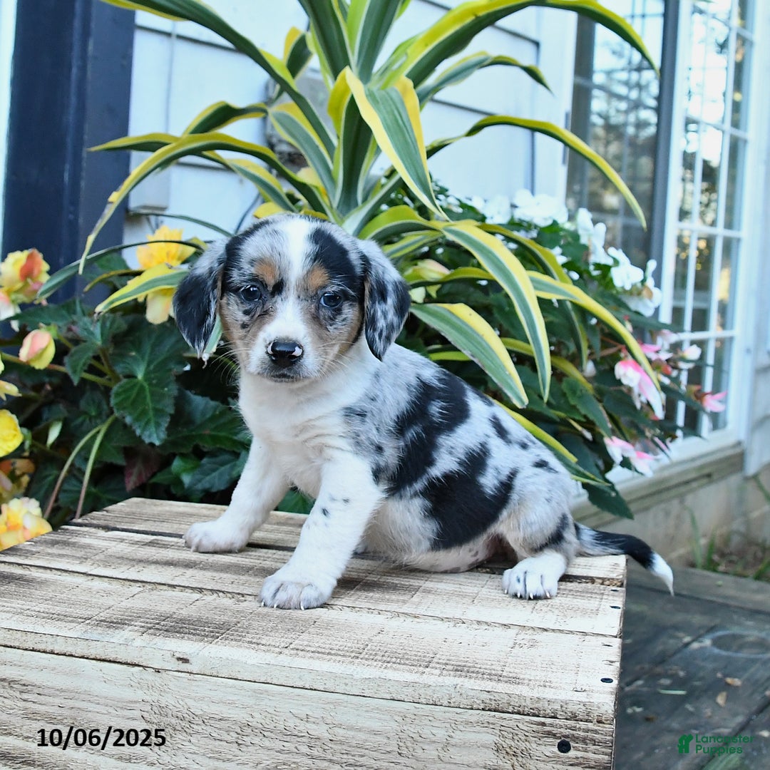 Dixie for sale in White Springs Lancaster Puppies