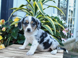 Mixed Breed dogs - Ad 26