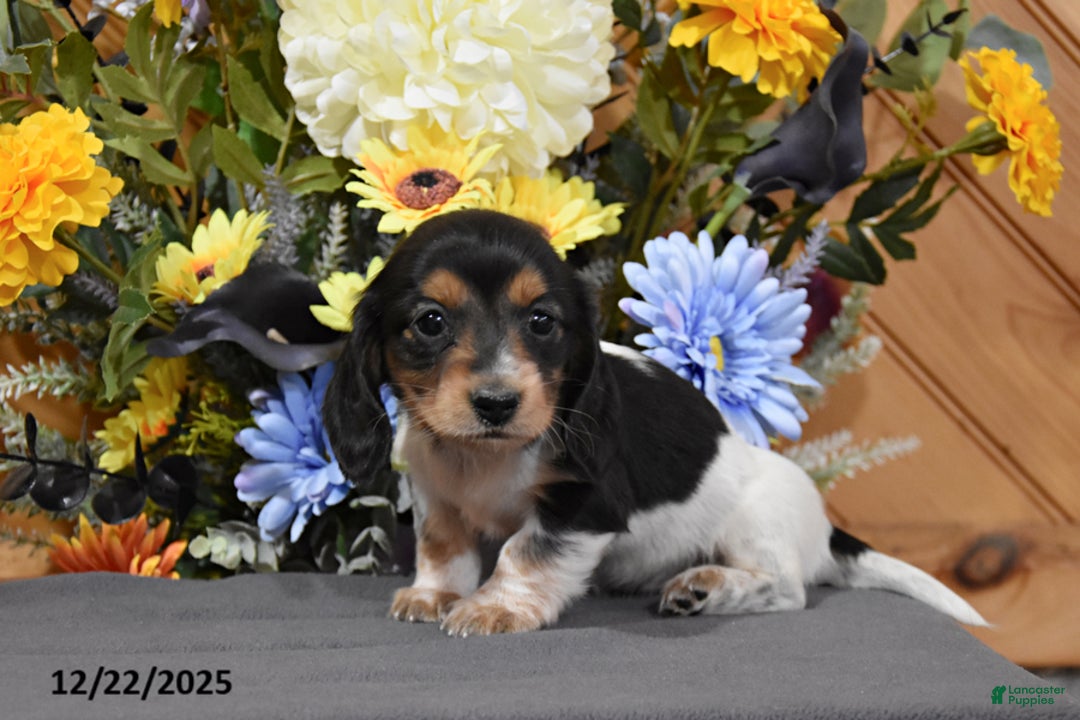 Miniature Dachshund dogs for sale: Abby - Ad 2
