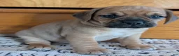 Puggle dogs for sale: Kobe  - Ad 8
