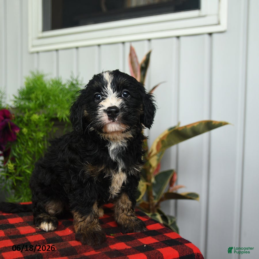 Mini Bernedoodle dogs Ruffles - Ad 2