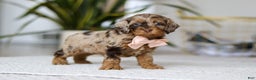 Cockapoo dogs for sale: Taylor - Ad 3