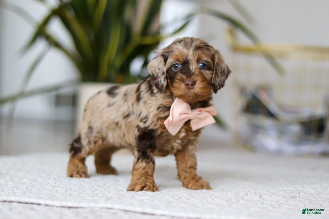 Cockapoo dogs for sale: Taylor - Ad 3