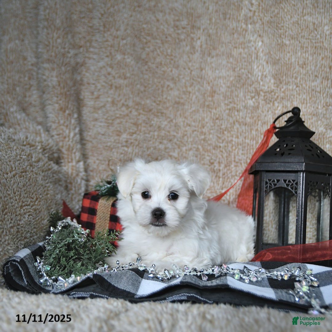 Maltese dogs for sale: Elf - Ad 7