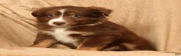 Miniature Australian Shepherd dogs for sale: Manny - Ad 7
