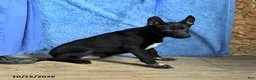 Belgian Malinois dogs for sale: Draco - Ad 10