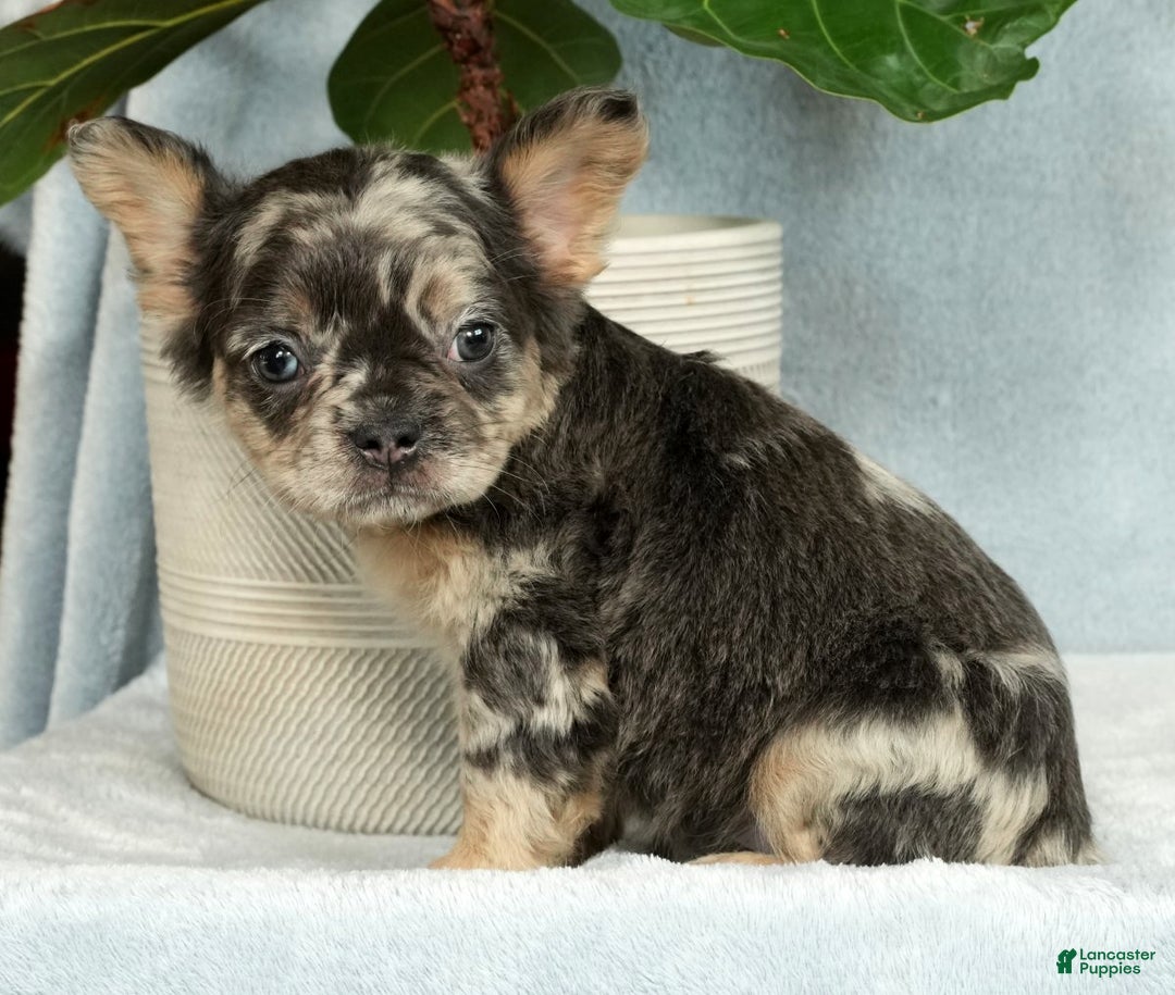 French Bulldog dogs for sale: Ashley - Ad 5
