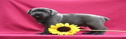 Cane Corso dogs for sale: Tank - Ad 4
