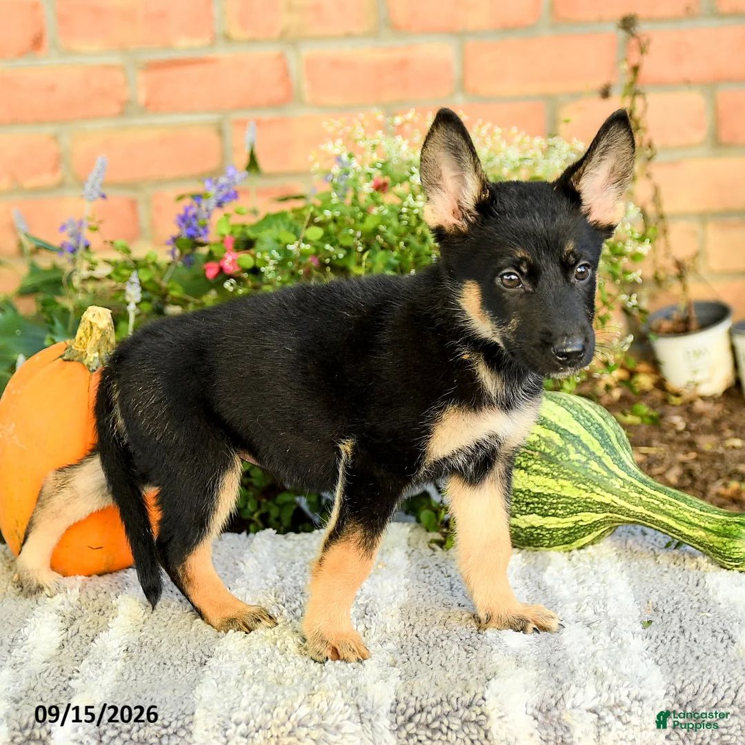 Gerberian Shepsky dogs for sale: Tessa - Ad 3