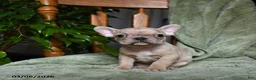 French Bulldog dogs for sale: Alice - Ad 5