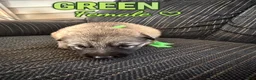 German Shepherd dogs for sale: German Shepherd 6 - Ad 1