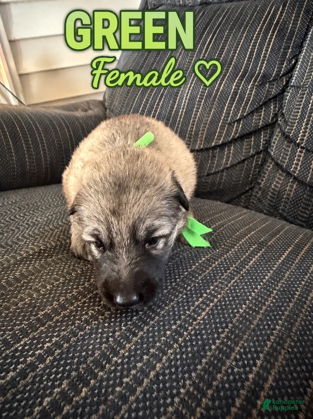 German Shepherd dogs for sale: German Shepherd 6 - Ad 1