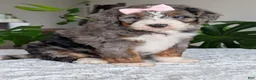 Mini Bernedoodle dogs for sale: Mini Indy - Ad 19