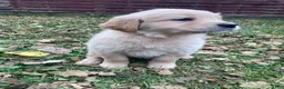 Golden Retriever dogs for sale: Alyssa - Ad 4