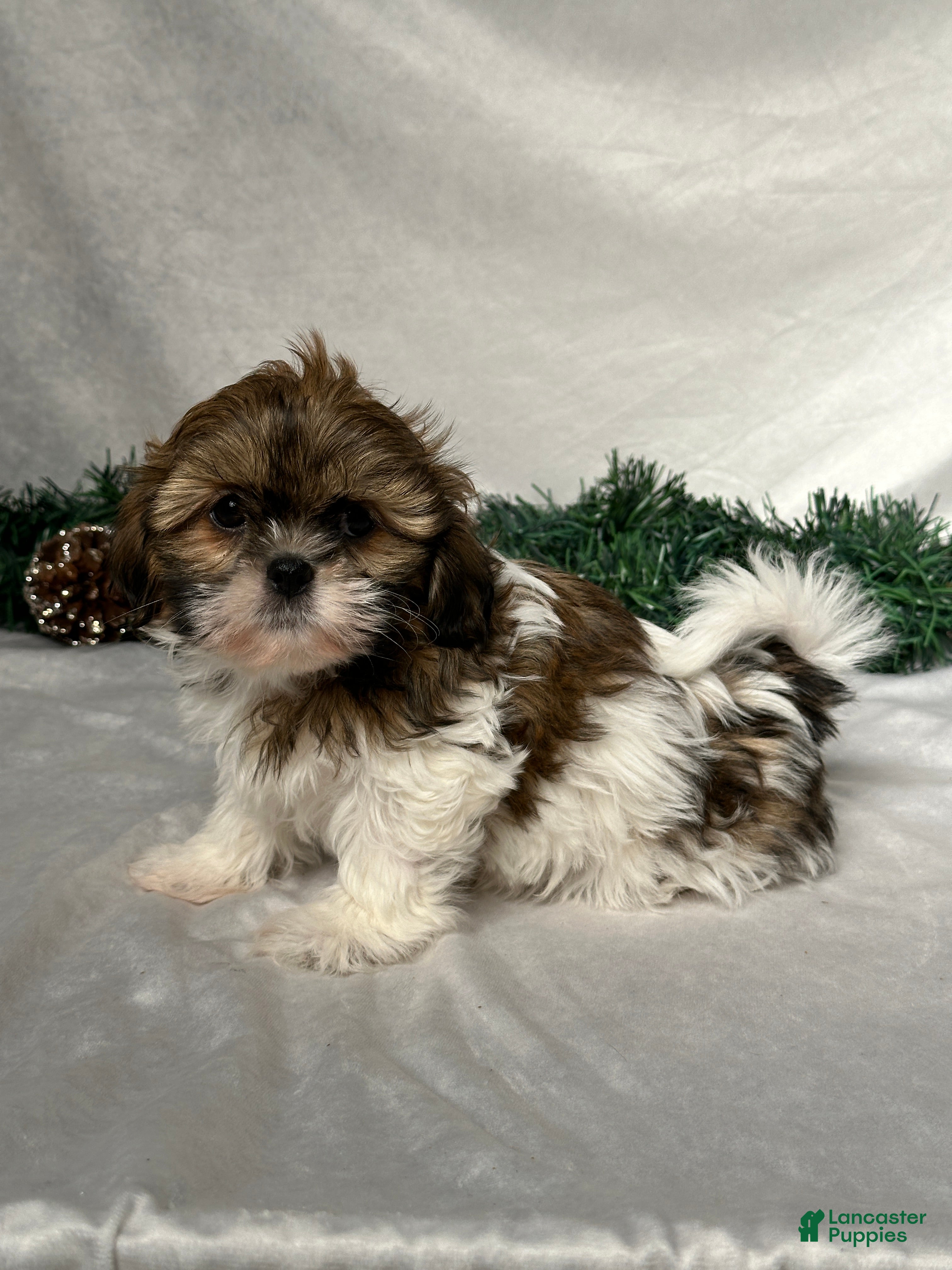 Shih Tzu dogs Oliver - Ad 2